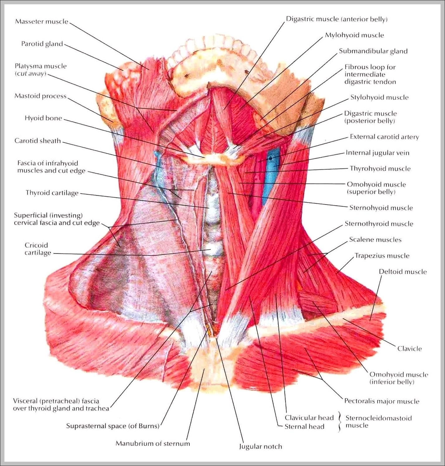 Muscle In Neck Image