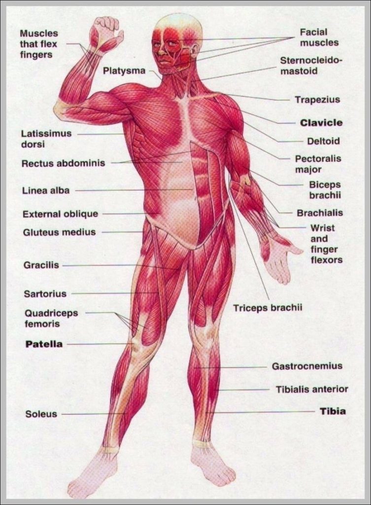 Muscle In The Body Image