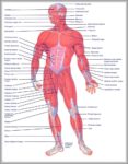 Muscle Of The Body Diagrams Image