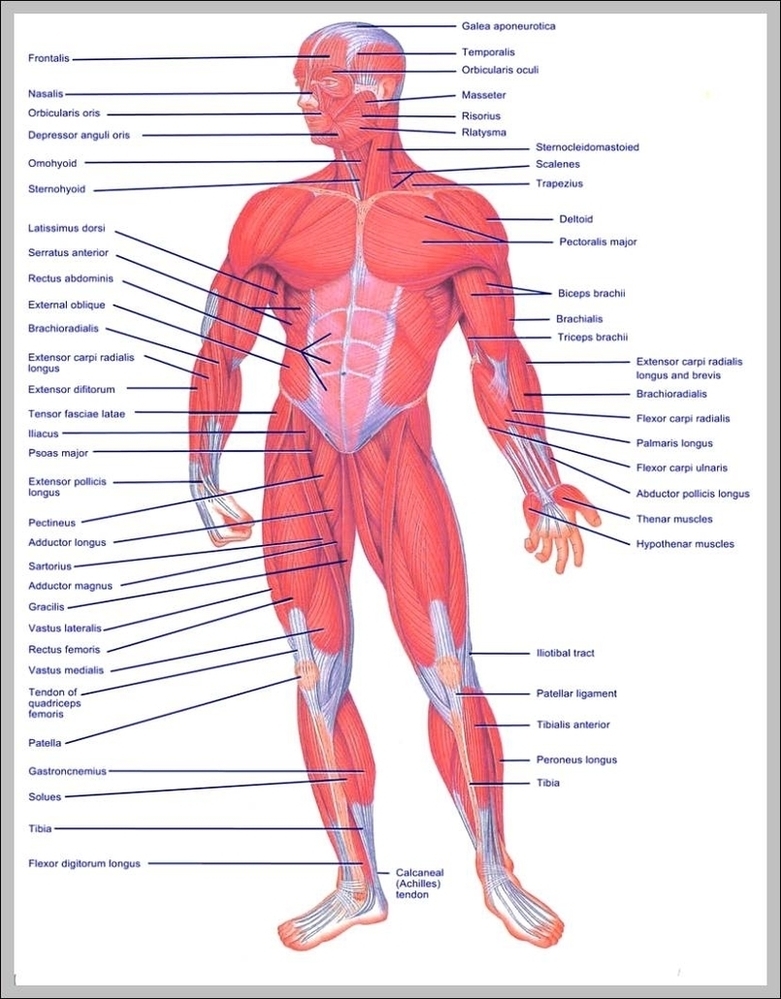 Muscle Of The Body Diagrams Image