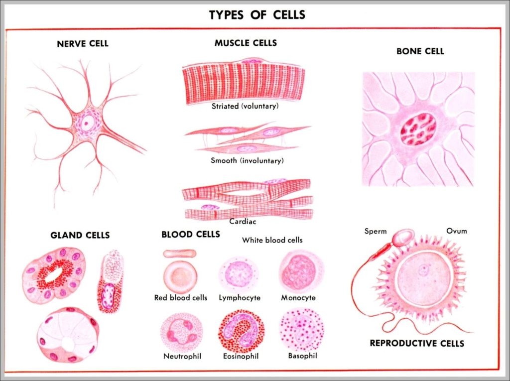 Muscle Systems Image