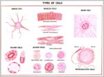 Muscle Systems Image