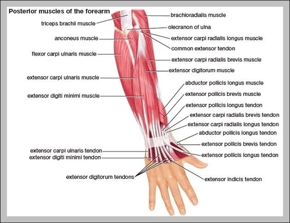 Muscles In Forearm Image