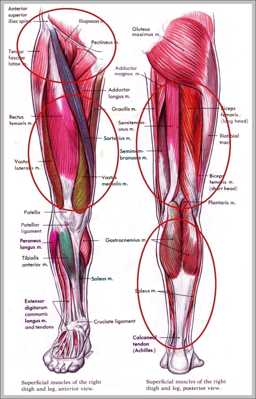 Muscles In Hip Area Image