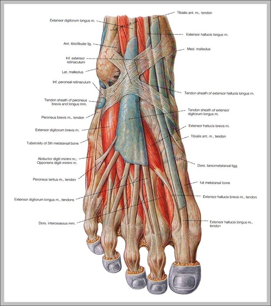 Muscles In The Foot Image