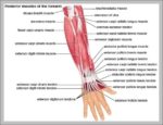 Muscles In The Forearm Image