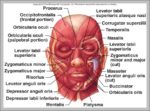 Muscles Of Facial Expression Image