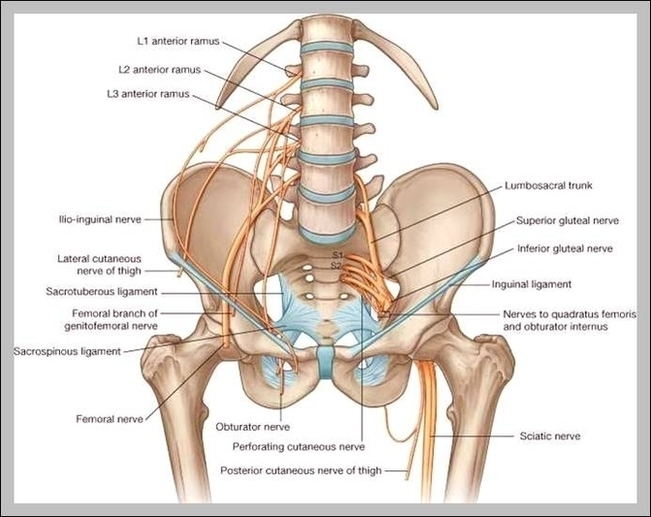 Muscles Of The Pelvic Girdle Image