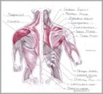 Muscles Of The Shoulder And Arm Image