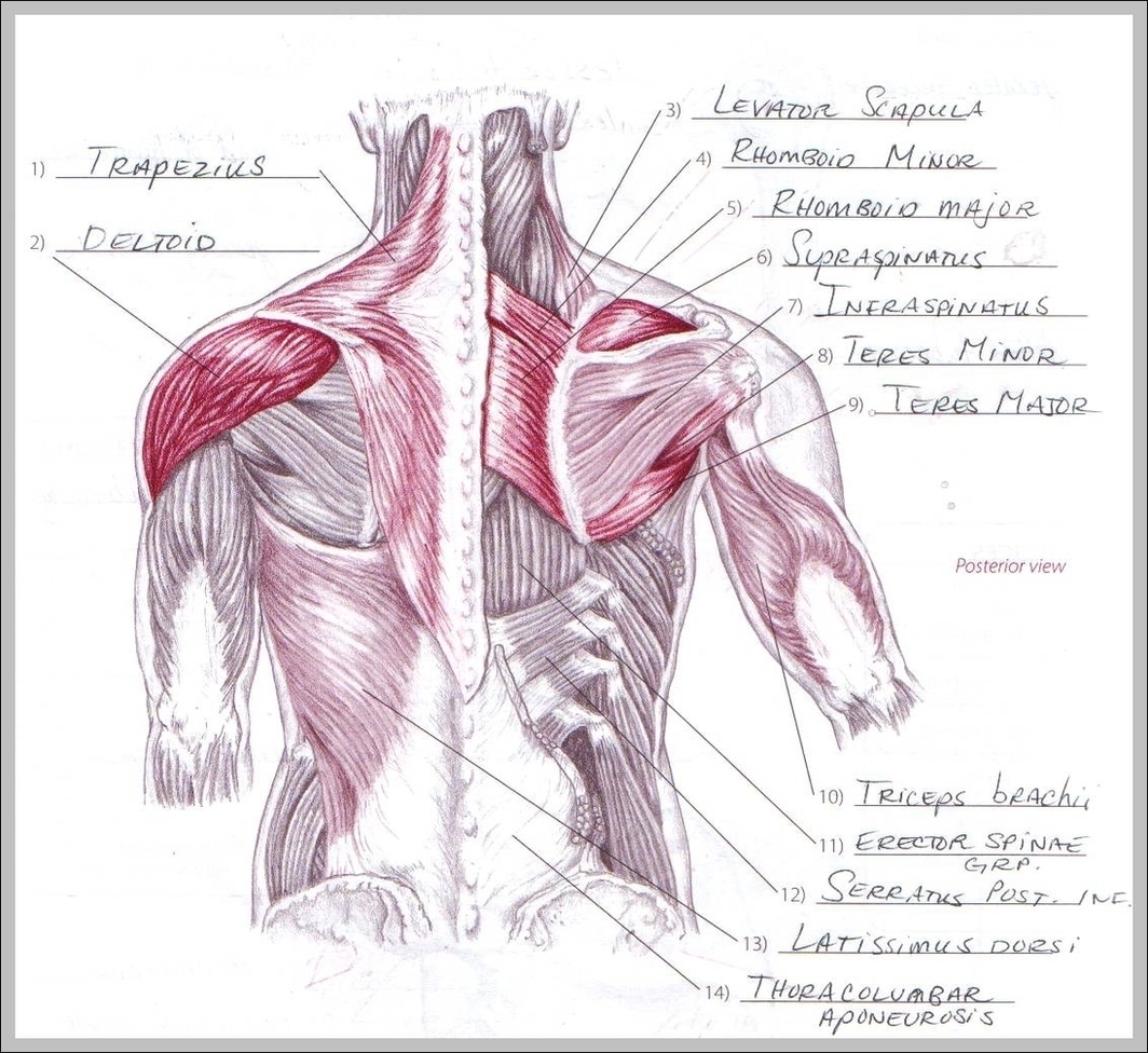 Muscles Of The Shoulder And Arm Image