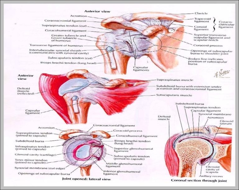 Anatomy intelligence overview