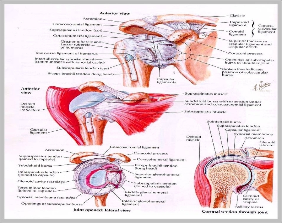 Muscles Of The Shoulder Joint Image