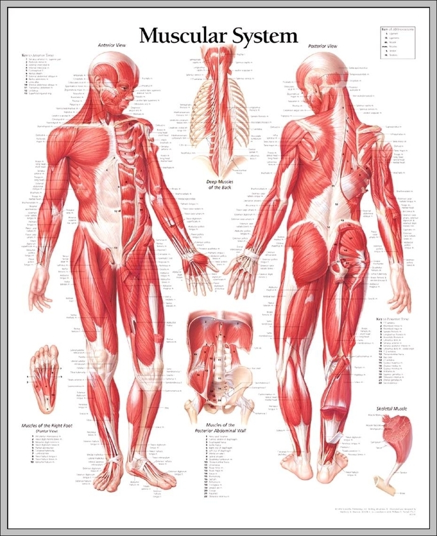 Muscles System Image