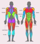 Muscles diagram with names scaled