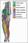 Muscles of the Anterior Thigh Quadriceps Femoris Iliopsoas Sartorius and Pectineus Diagram