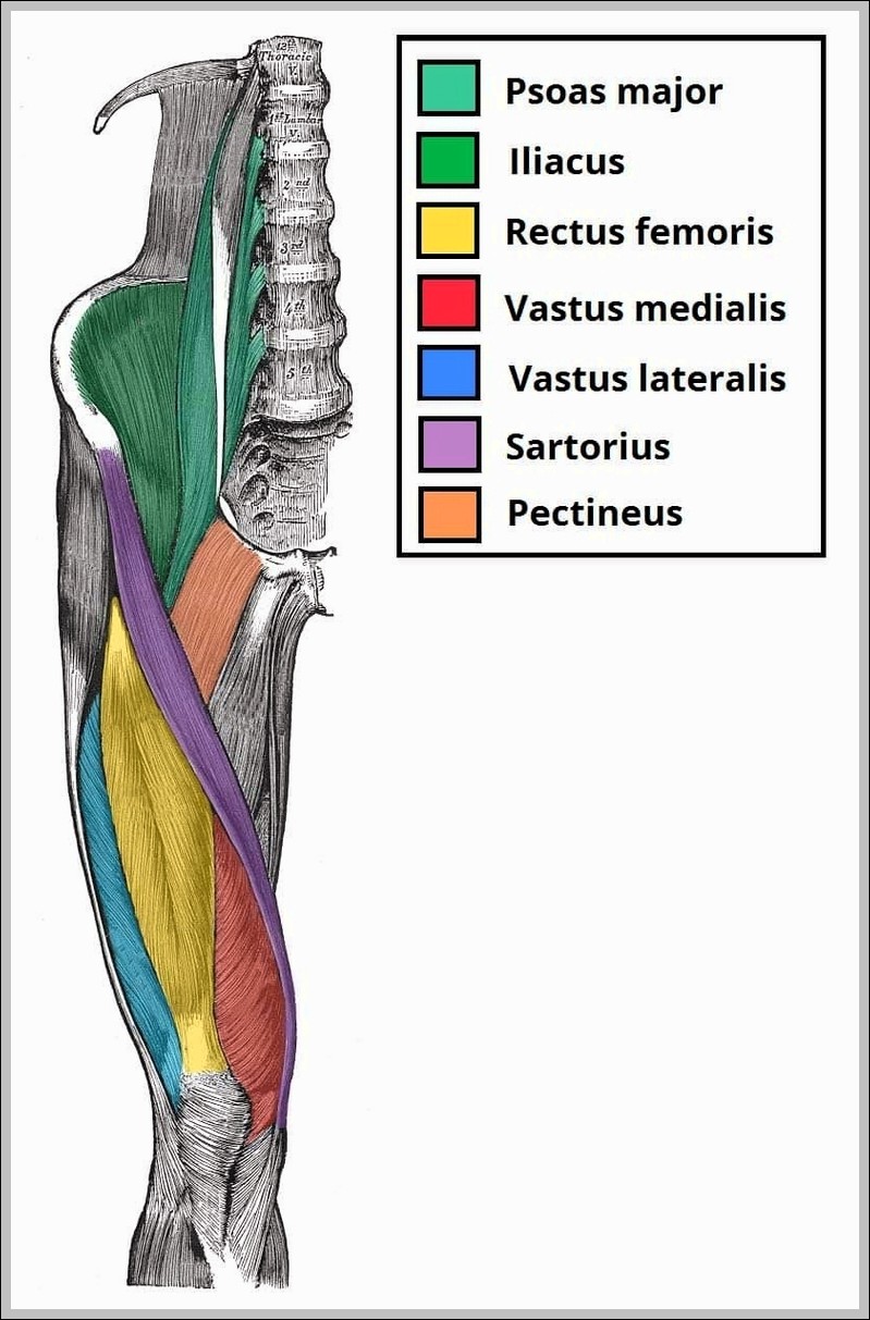 Muscles of the Anterior Thigh Quadriceps Femoris Iliopsoas Sartorius and Pectineus Diagram
