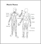 Muscular And Skeletal System 956×1024 Image | Anatomy System - Human ...