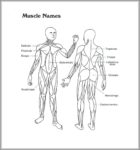 Muscular And Skeletal System Image