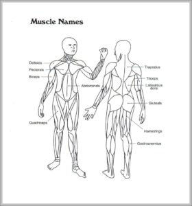 Muscular And Skeletal System Image 