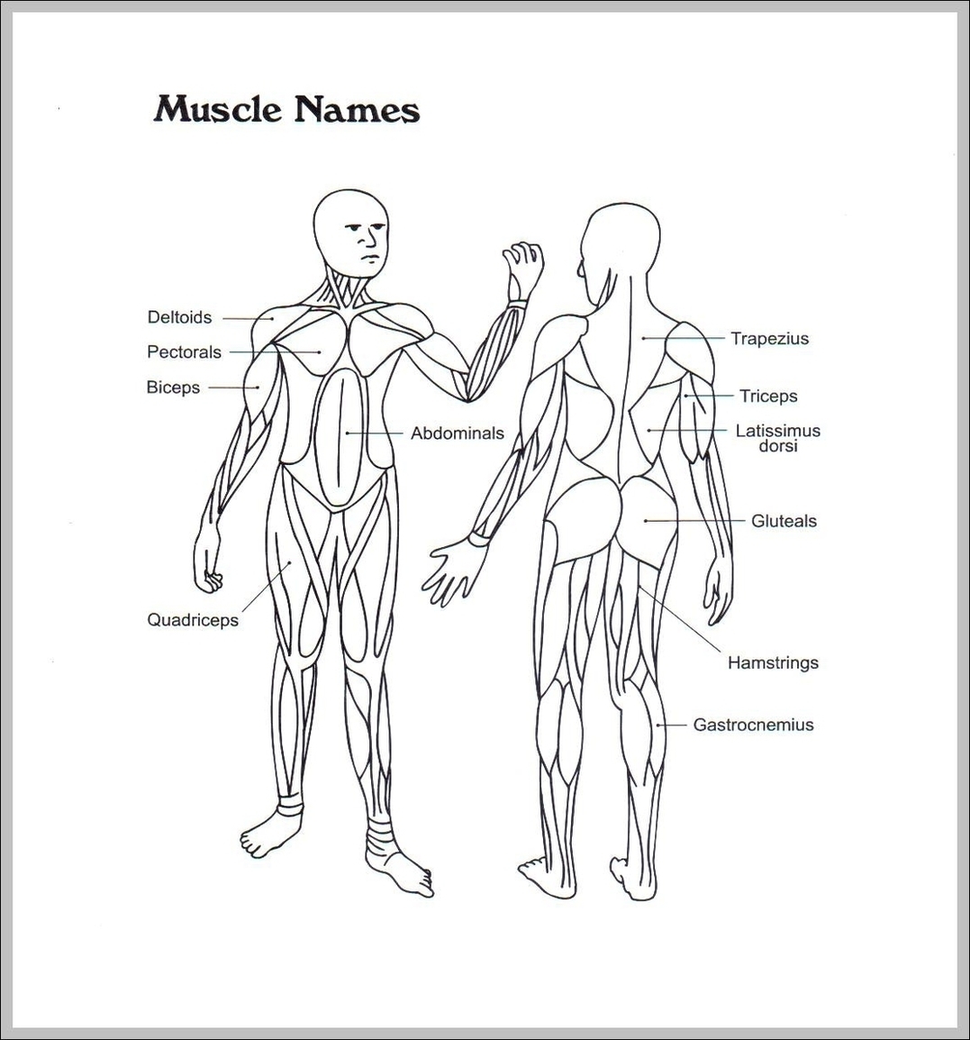 Muscular And Skeletal System Image