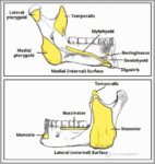 Muscular Attachments to the Mandible Body Ramus Diagram