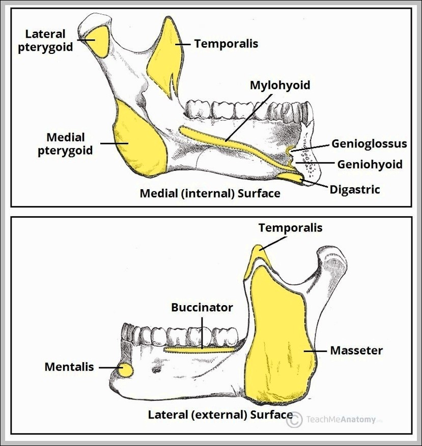 Muscular Attachments to the Mandible Body Ramus Diagram