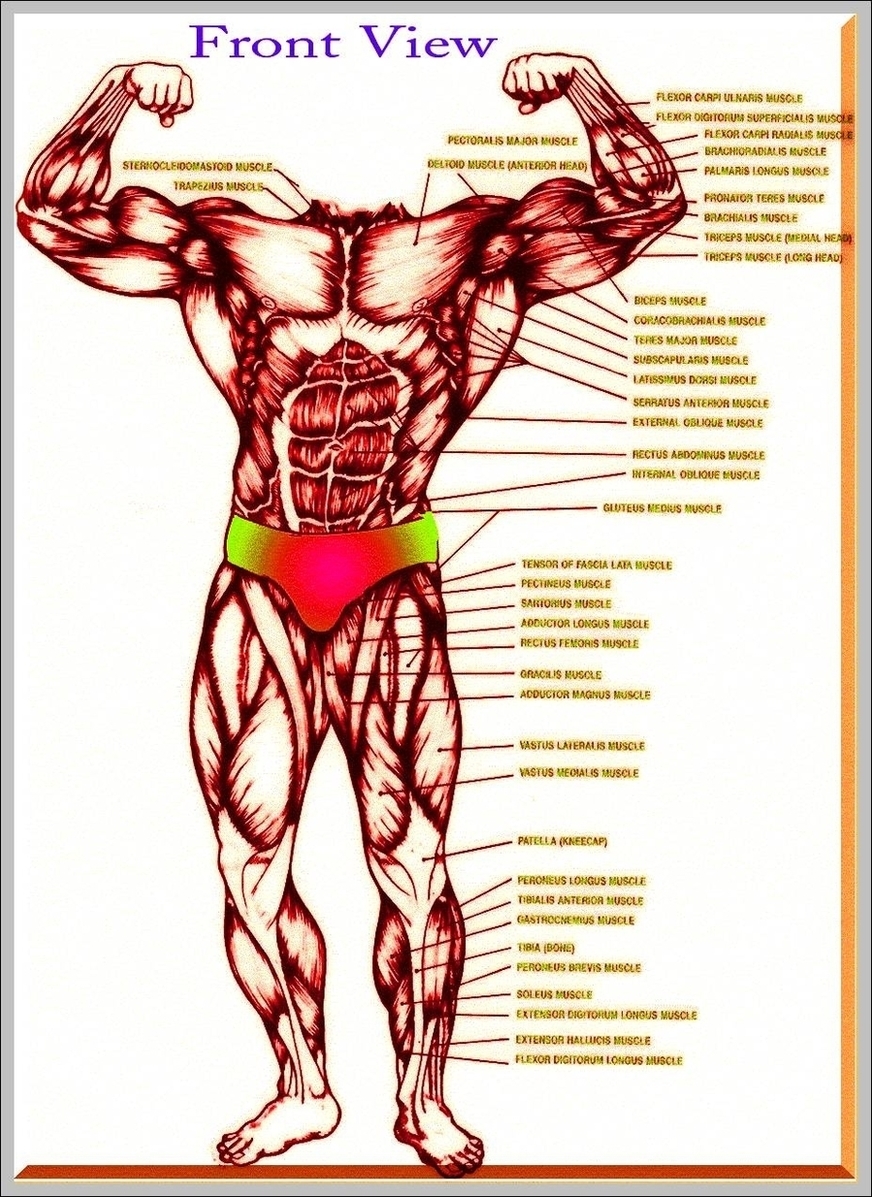 Muscular Chart Image