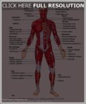 Muscular System Label Image