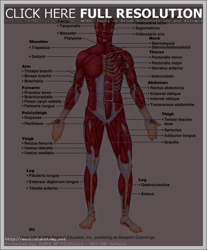 Muscular System Label Image