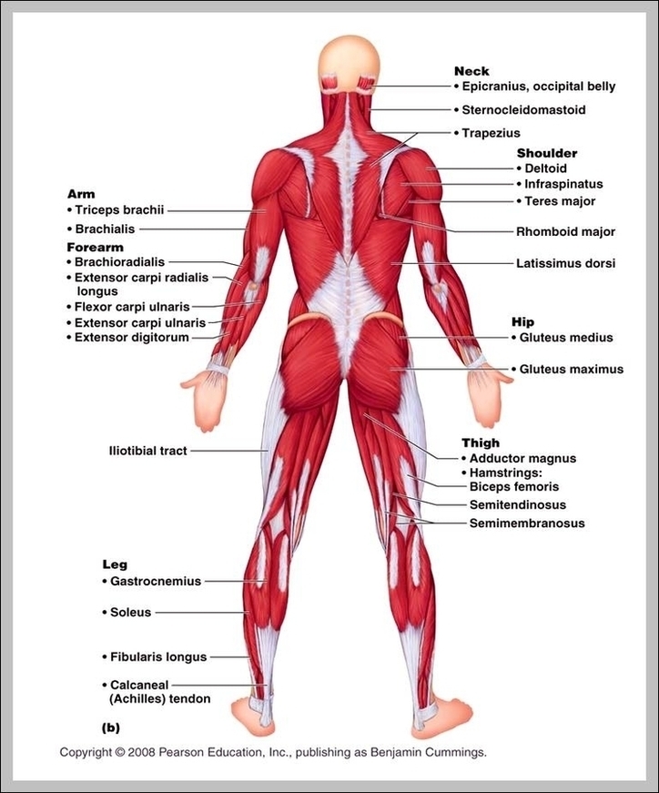 Muscular System Labeled Image
