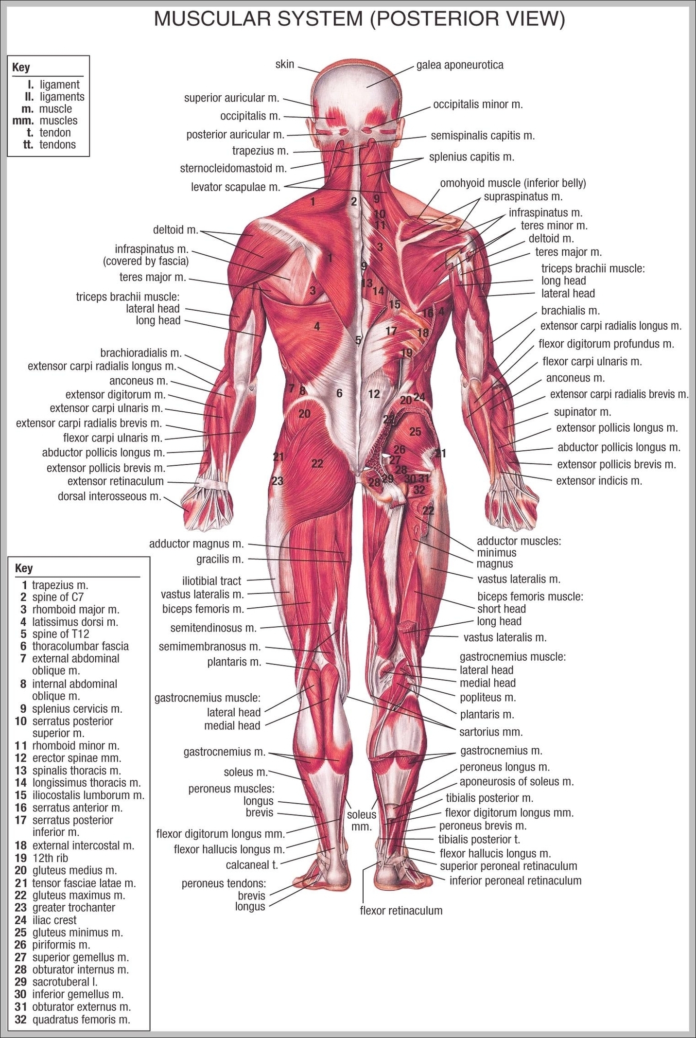 Muscular System Parts Image