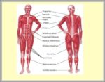 Muscular System Pics Image