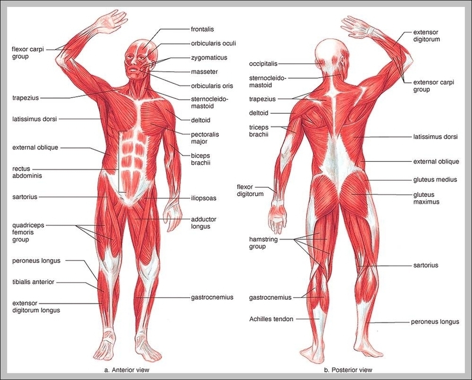 Muscular System Picture Image