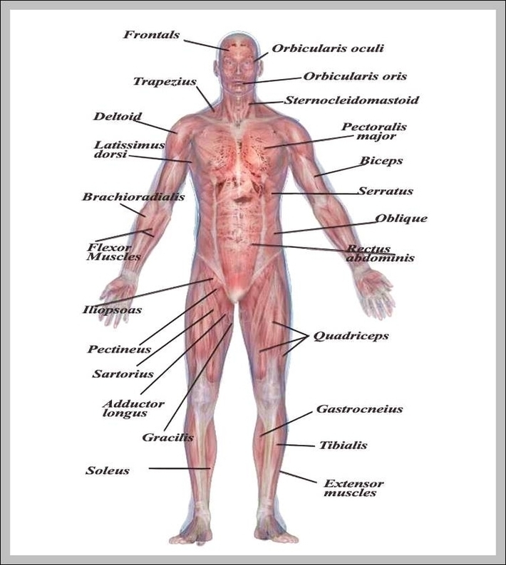 Muscular System Pictures Image