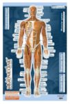 Muscular System Sticky Wall Chart Anterior