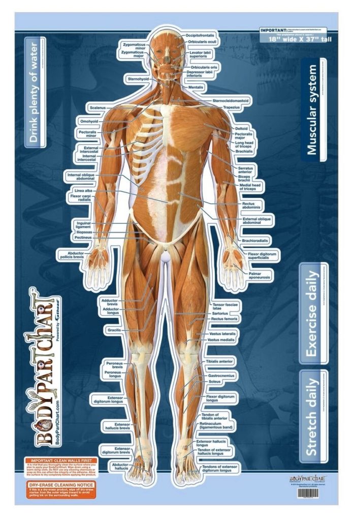 Muscular System Sticky Wall Chart Anterior