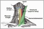 Muscular Triangle of the Neck Diagram