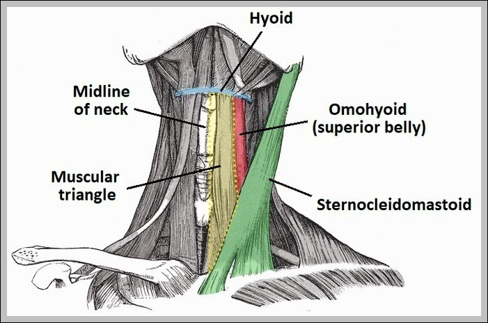 Muscular Triangle of the Neck Diagram