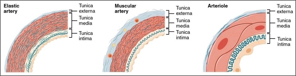 Muscular and Elastic Artery Arteriole