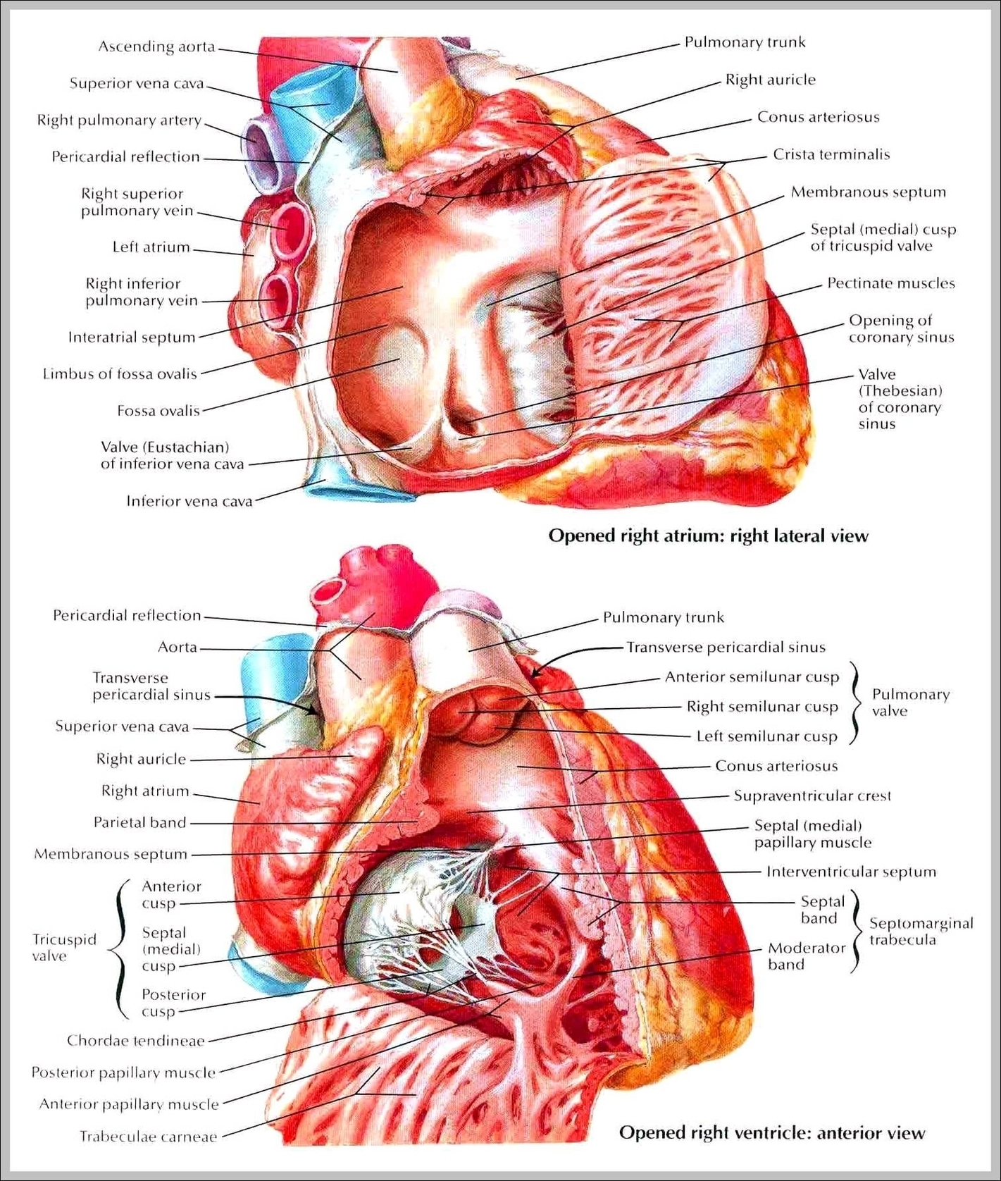 Musculature Anatomy Chart Image