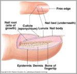 Nail Anatomy Image