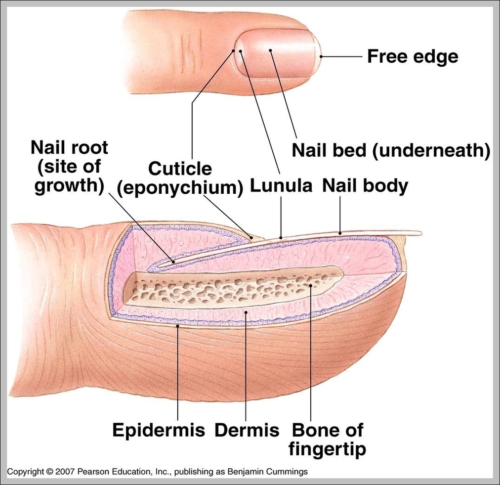 Nail Anatomy Image