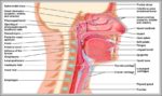 Nasal System Image