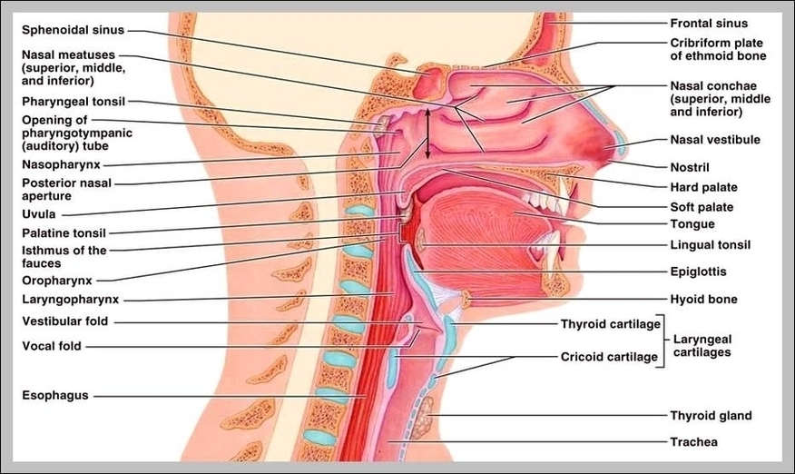 Nasal System Image