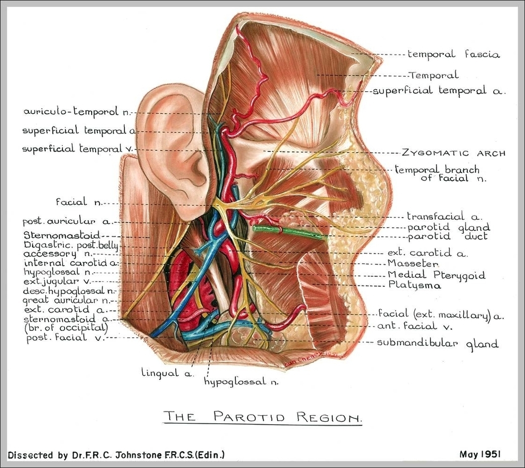Neck Anatomy Pictures Image