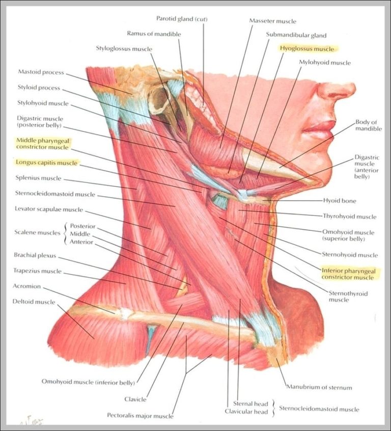 Neck And Head Muscles Image Anatomy System Human Body Anatomy 