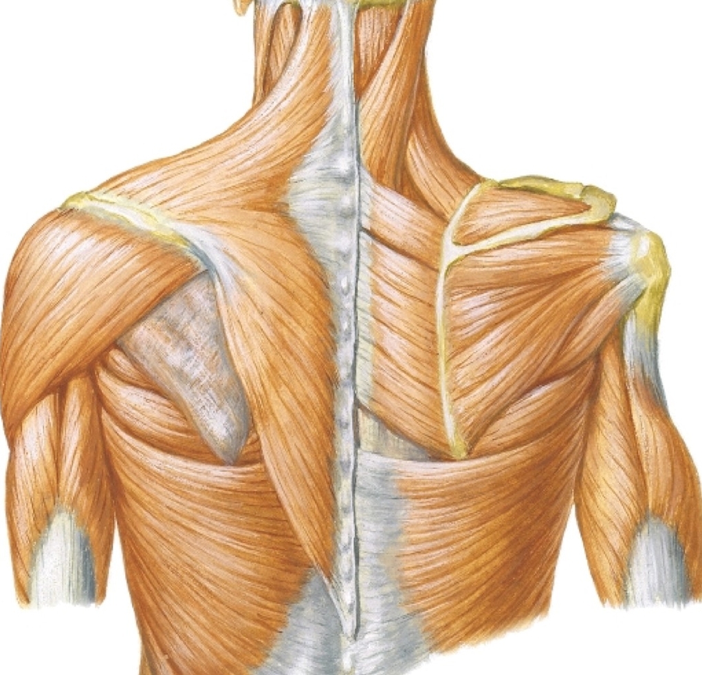 Neck And Shoulder Bone Anatomy
