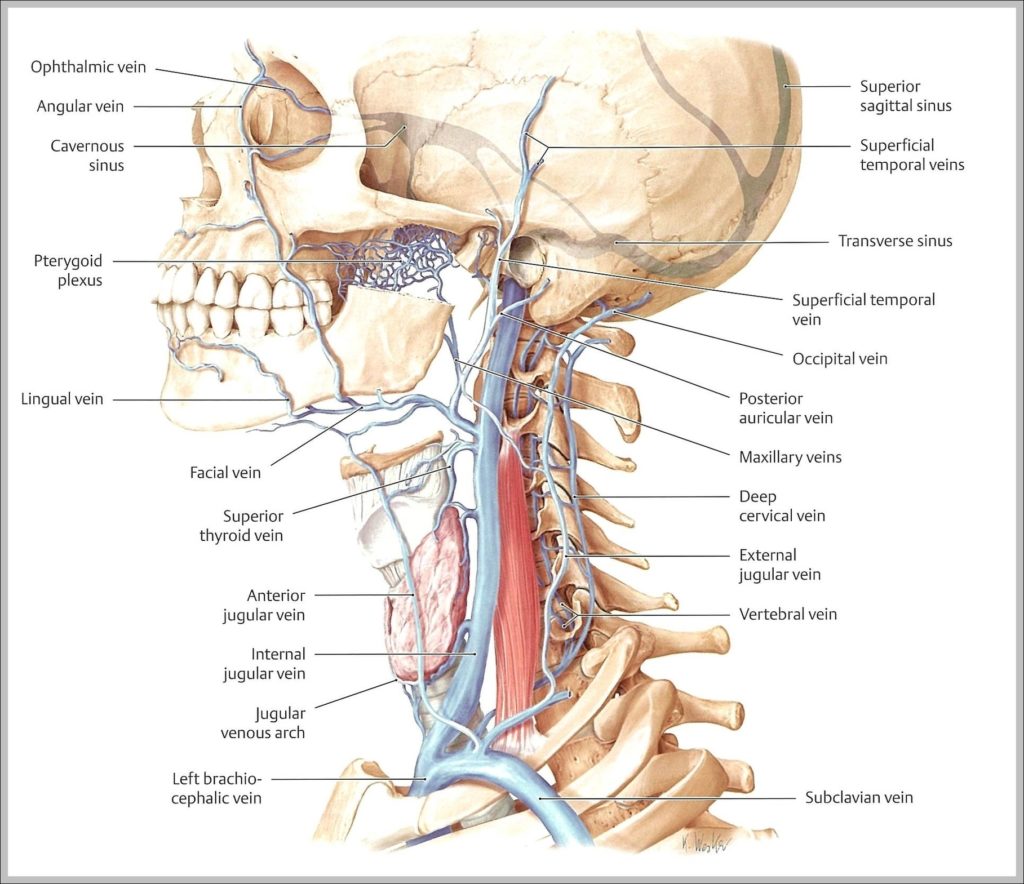 Neck Veins Image 