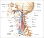 Neck Veins Image