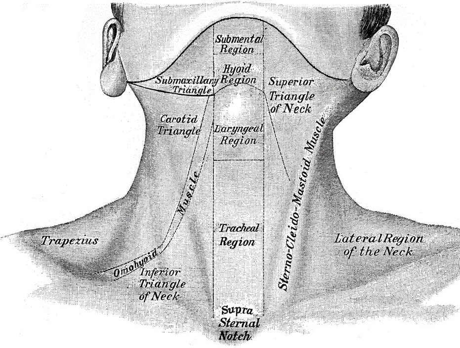 Neck anatomy with labels